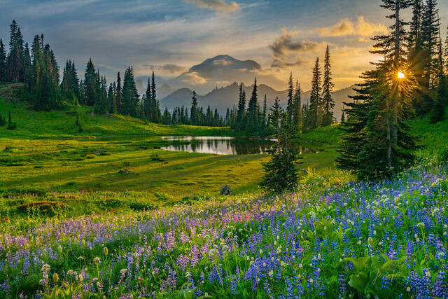 Washington wildflower meadow